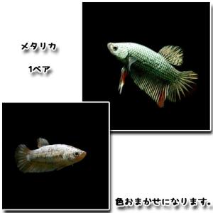 (熱帯魚)ベタ　メタリカ　1ペア