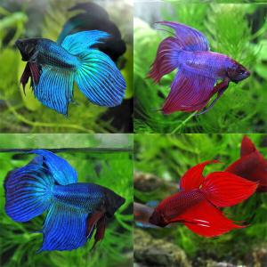 (熱帯魚)ベタ トラディショナル オス 色おまか...の商品画像