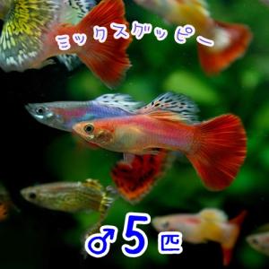 (熱帯魚)( オススメ)ミックスグッピー♂　外国産　オス　5匹