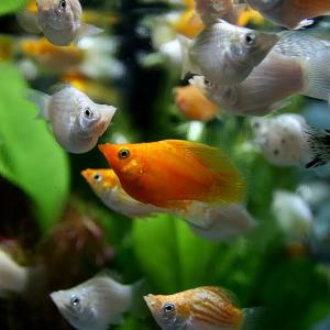 (熱帯魚 生体)ミックスバルーンモーリー (約2...の商品画像