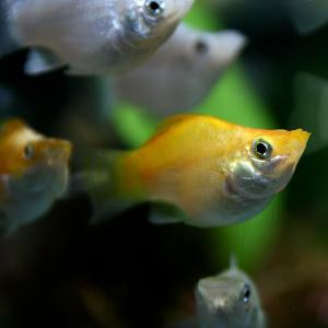 (熱帯魚 生体)ミックスバルーンモーリー (約...の詳細画像1