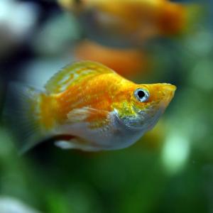 (熱帯魚 生体)ミックスバルーンモーリー (約...の詳細画像2