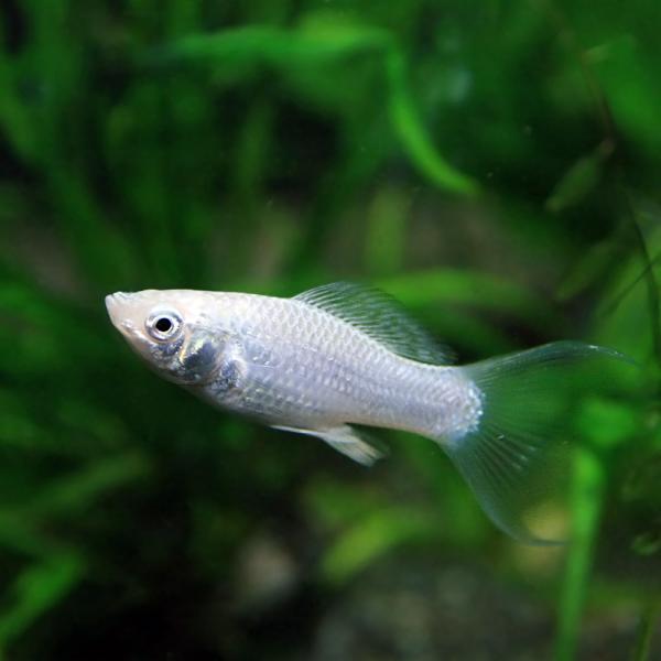 (熱帯魚)シルバーライヤーモーリー　約3-4cm　20匹