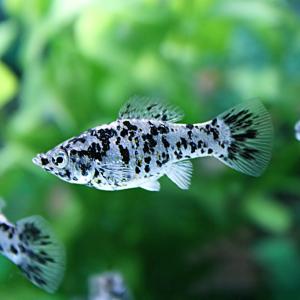 (熱帯魚 生体)ダルメシアンモーリー　（約４cm)(４匹)