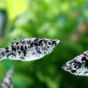 (熱帯魚 生体)ダルメシアンモーリー (約4c...の詳細画像1