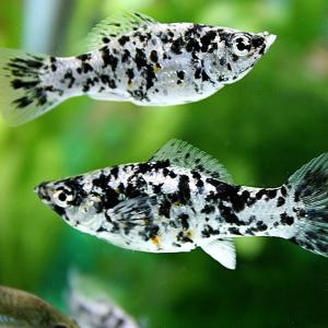 (熱帯魚 生体)ダルメシアンモーリー (約4c...の詳細画像2