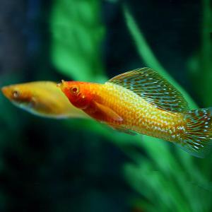 (熱帯魚)ゴールデンセルフィンモーリー　約5cm　1ペア