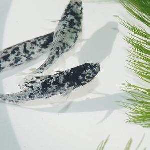 セルフィンモーリーの商品一覧 通販 Yahoo ショッピング