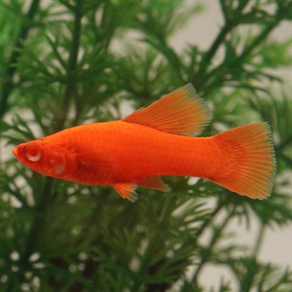 （熱帯魚）ルビーアイハイフィンレッドソード(約4ｃｍ）5匹