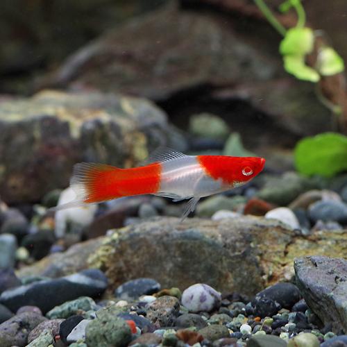 (熱帯魚 生体)アルビノ紅白ソードテール　(約３-４cm)(５匹)