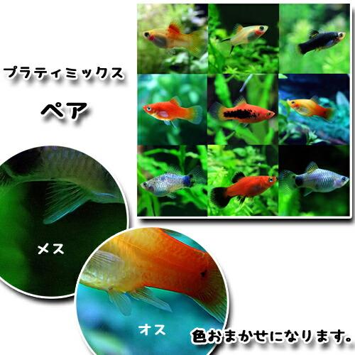 (熱帯魚)ミックスプラティ　約２-３cm　3ペア