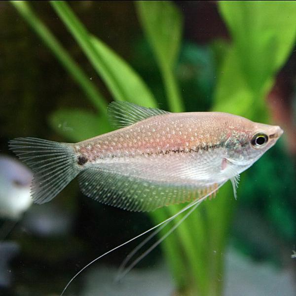 (熱帯魚)パールグラミー　約5cm　3匹