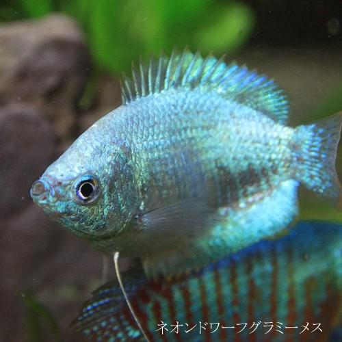 (熱帯魚)ネオンドワーフグラミー　約3-4ｃｍ　メス　1匹　（Tropical fish）