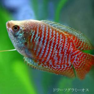 (熱帯魚)ドワーフグラミー 約4cm オス 1匹の商品画像