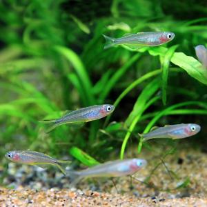 ポポンデッタフルカタ 飼育 ペット用品 生き物 の商品一覧 通販 Yahoo ショッピング