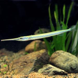 (熱帯魚)ニードルガー　約12-15cm　1匹｜fish-y