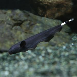 (熱帯魚)ブラックゴースト　約6cm　1匹　泳ぎ方がカッコイイ｜fish-y