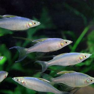 (熱帯魚)ニューギニアレインボー 約2-3cm...の詳細画像1