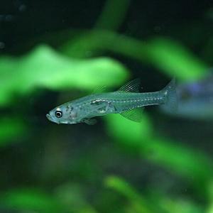 (熱帯魚)インドグラスゴビー　約1.5-2.0cm　1匹｜fish-y
