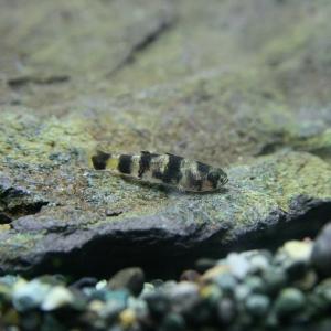 (熱帯魚)フレッシュウォーターバンブルビーゴビー　約0.7-1cm　1匹｜fish-y