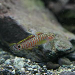 (熱帯魚)ピーコックガジョン　約3cm　1匹