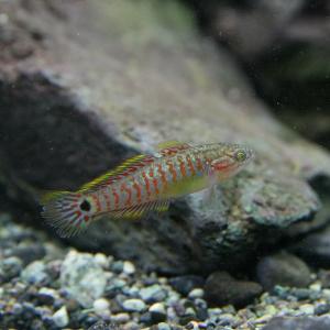 (熱帯魚)ピーコックガジョン　約3cm　1匹｜fish-y