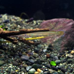 (熱帯魚)ヘミランフォドン　約5cm　1匹｜fish-y