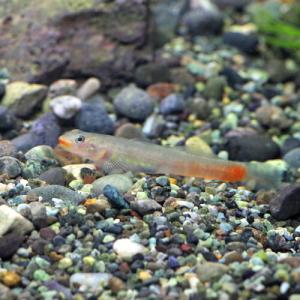 (熱帯魚)リップスティック　ゴビー　約4cm　1匹｜fish-y