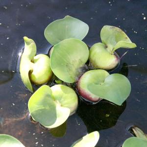 チャーム（charm） （水草）ホシクサsp．クチ（水中葉）（無農薬