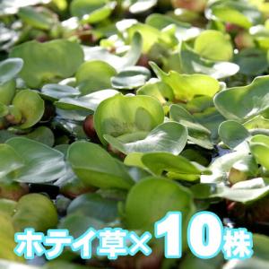 チャーム（charm） （水草）ホシクサsp．クチ（水中葉）（無農薬