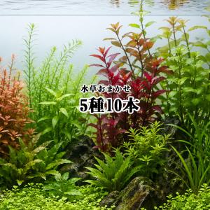 水草 ブセファランドラ SP. BATANG KAWA バタンカワ POT入り ポット