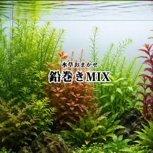 水草 マジックリーフ 1枚相当 ベタ飼育水作成 ※在庫状況により千切れて