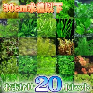 チャーム（charm） （水草）ホシクサsp．クチ（水中葉）（無農薬