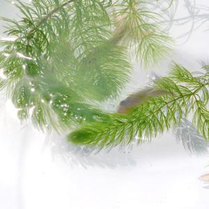 水草 マツモ 10本 金魚藻 : 有限会社高知熱帯魚サービス - 通販