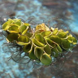 水草 国産マリモ 1個入り 無農薬 まりも お手軽 インテリア 育成簡単