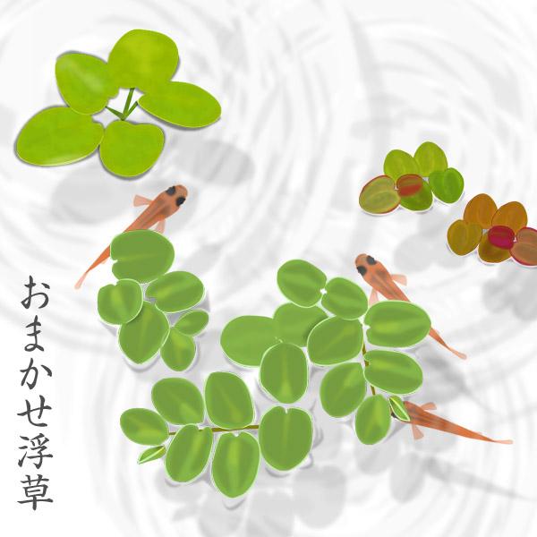 (水草)おまかせ浮き草　3種セット　各1株