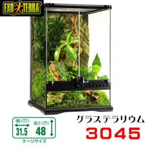 グラステラリウム　綺麗　60cm×60cm×45cm グラステラリウム 綺麗 60cm×60cm×45cm グラステラリウム綺麗