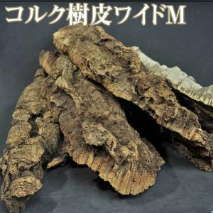 熱帯魚通販のネオス エキゾチックプランツ ガーデニング Yahoo ショッピング