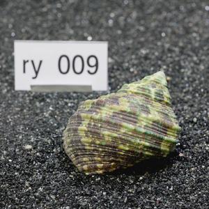 一点物　ヤドカリのお家　プレミアム　1個　ry009