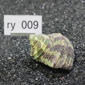 一点物 ヤドカリのお家 プレミアム 1個 ry009の詳細画像1