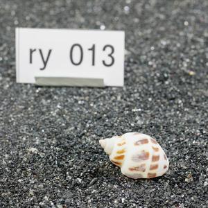一点物 ヤドカリのお家 プレミアム 1個 ry013の詳細画像1