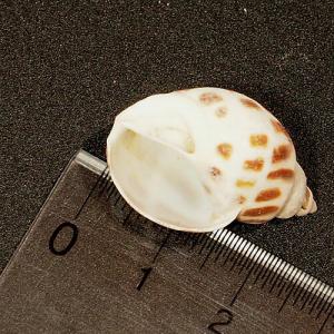 一点物 ヤドカリのお家 プレミアム 1個 ry013の詳細画像2