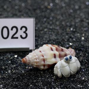 一点物　ヤドカリのお家　プレミアム　1個　ry023