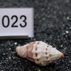 一点物 ヤドカリのお家 プレミアム 1個 ry023の詳細画像1