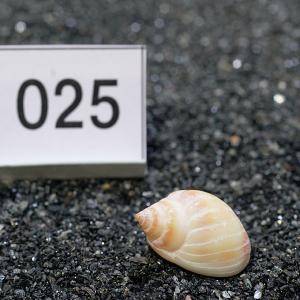 一点物 ヤドカリのお家 プレミアム 1個 ry025の詳細画像1