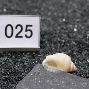 一点物 ヤドカリのお家 プレミアム 1個 ry025の詳細画像2