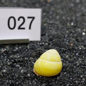 一点物 ヤドカリのお家 プレミアム 1個 ry027の詳細画像1