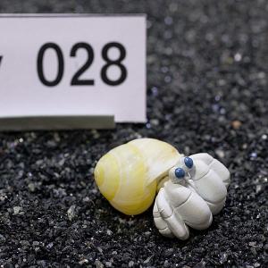 一点物　ヤドカリのお家　プレミアム　1個　ry028