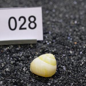 一点物 ヤドカリのお家 プレミアム 1個 ry028の詳細画像1