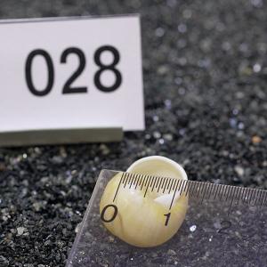 一点物 ヤドカリのお家 プレミアム 1個 ry028の詳細画像2